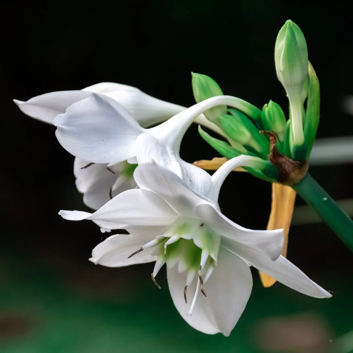 Amazon Lily & Rain Fragrance Oil