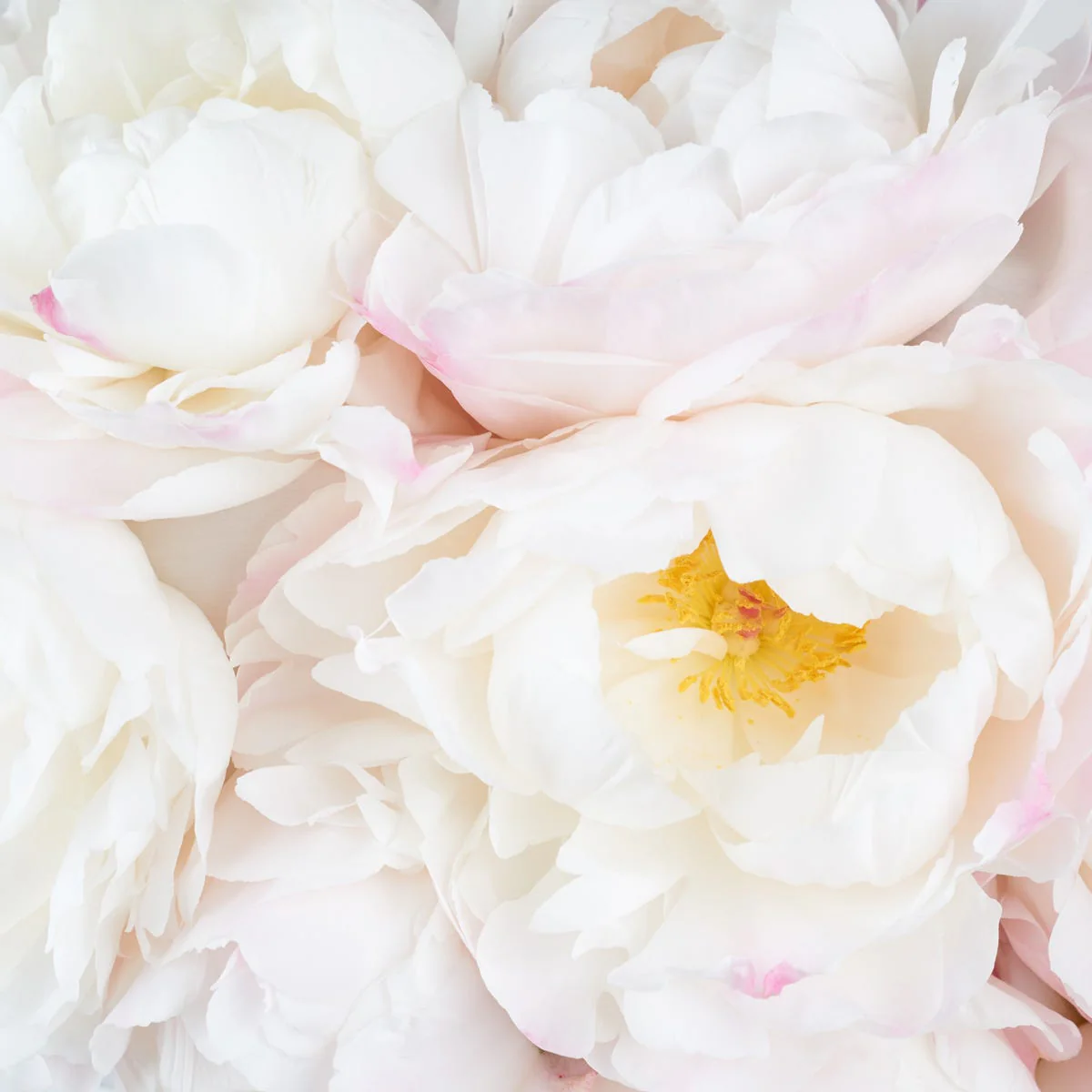 Angelic Whispers Fragrance Oil - Image 2