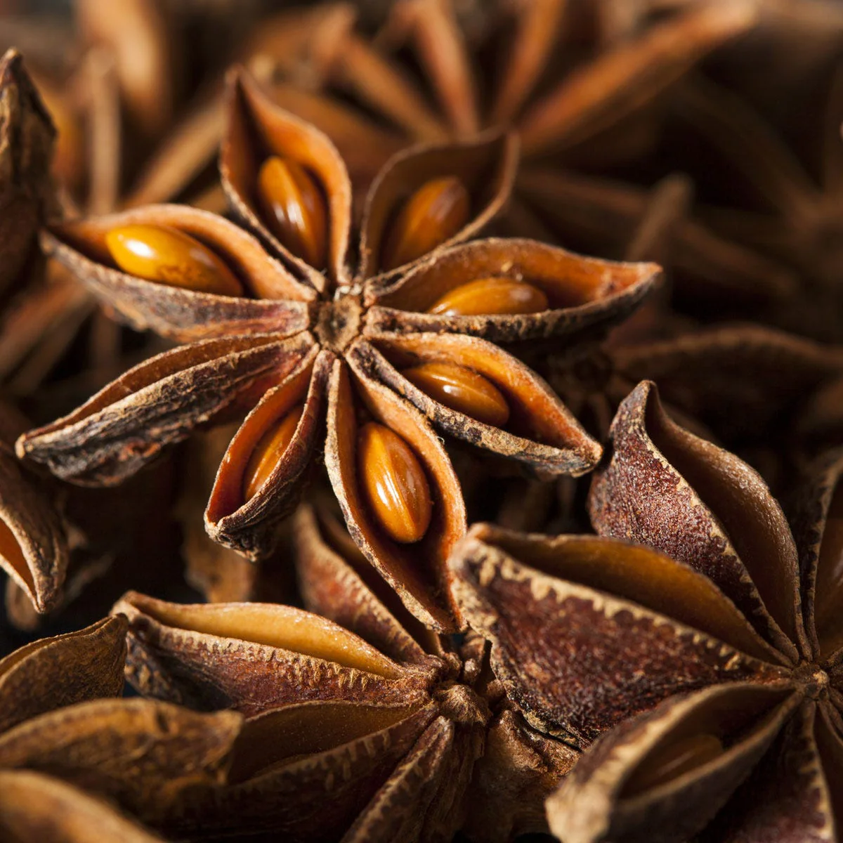 Aniseed - Fragrance Note - Image 3