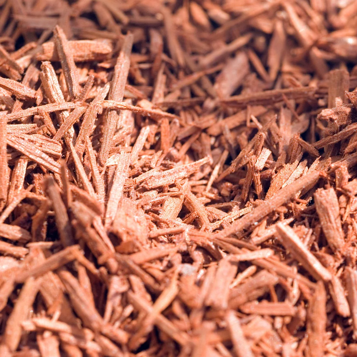 Australian Sandalwood Fragrance Oil - Image 2
