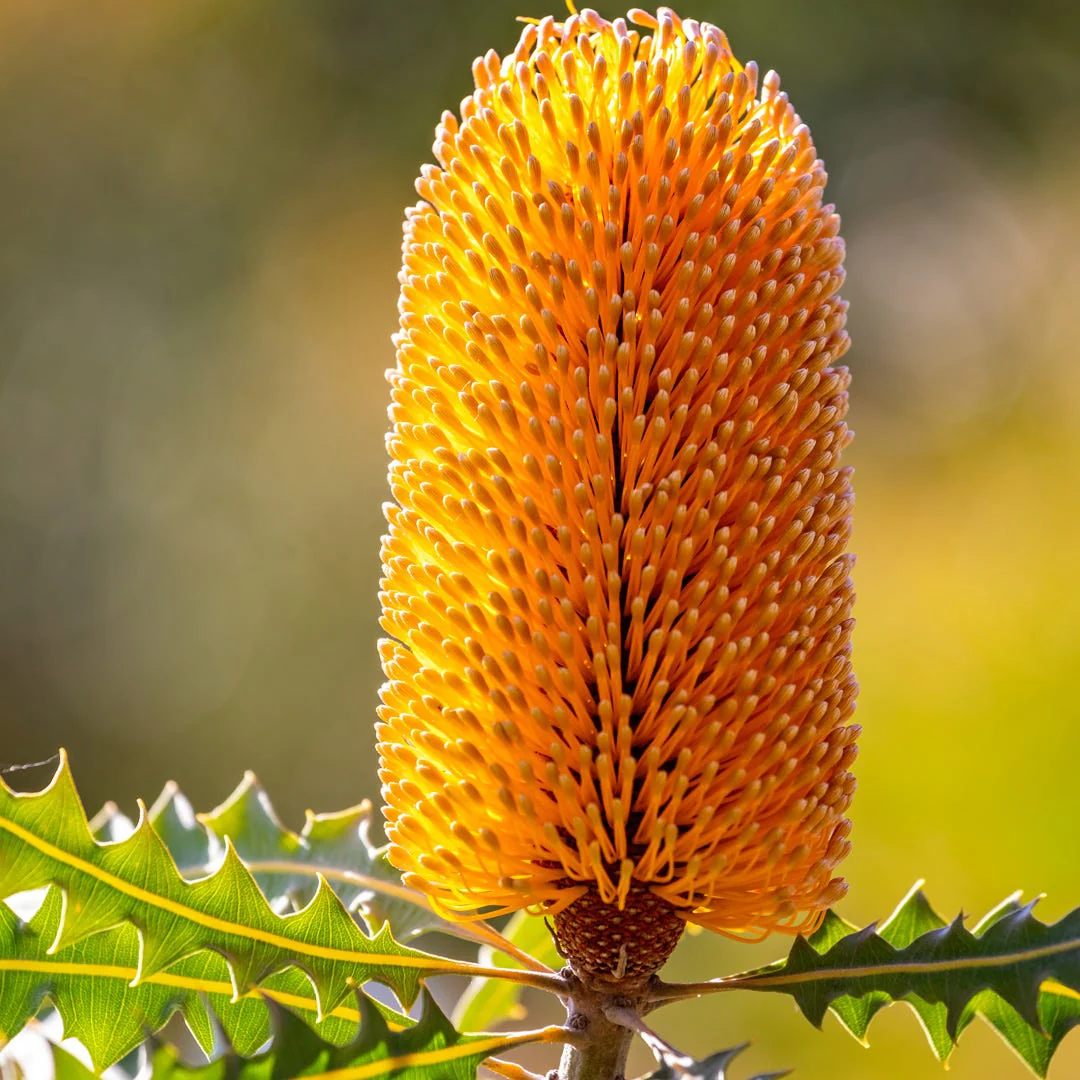 Bergamot & Banksia Fragrance Oil - Image 5