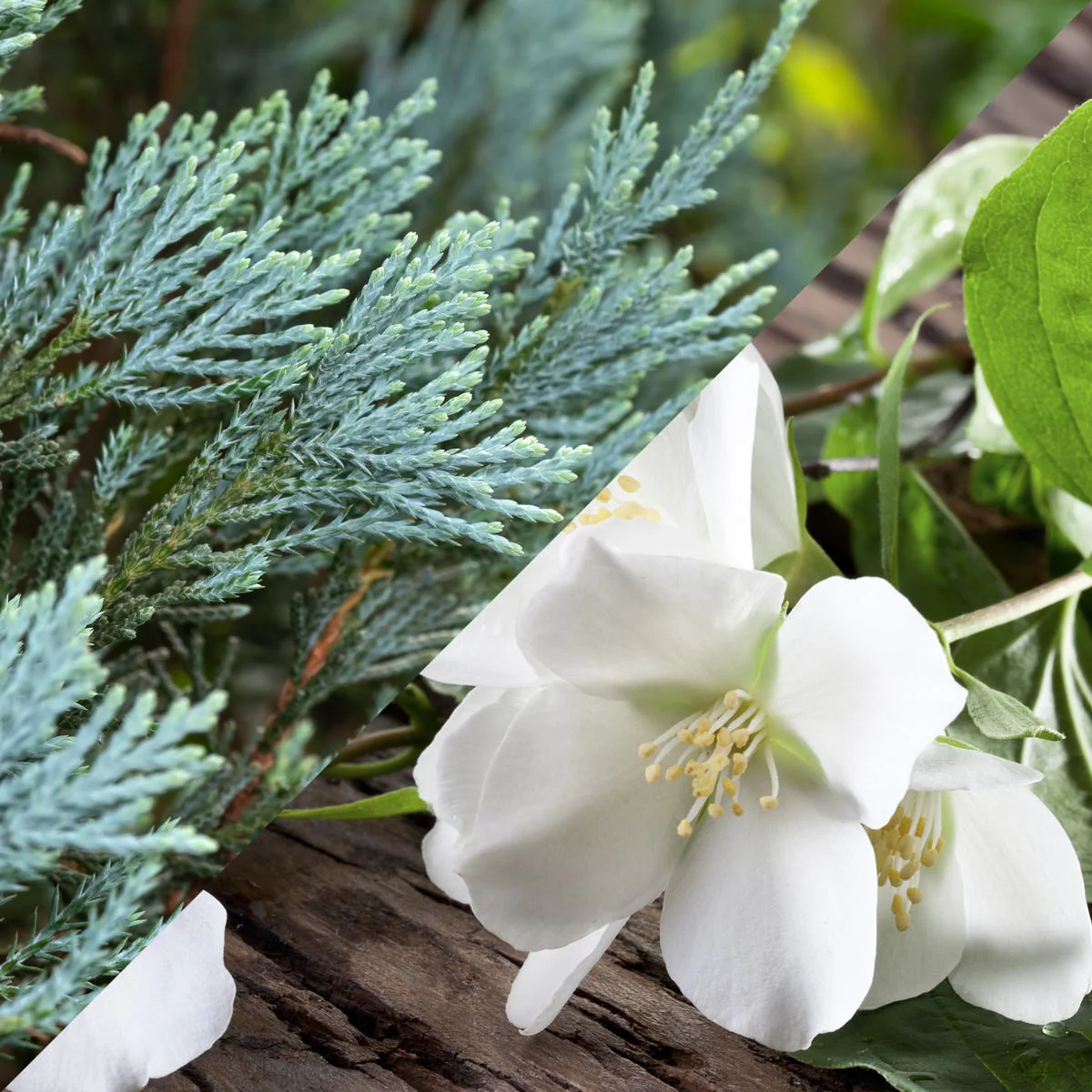 Blue Cypress & Jasmine Fragrance Oil - Image 3