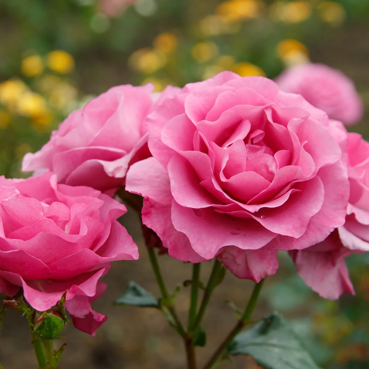 Bulgarian Rose Fragrance Oil - Image 4