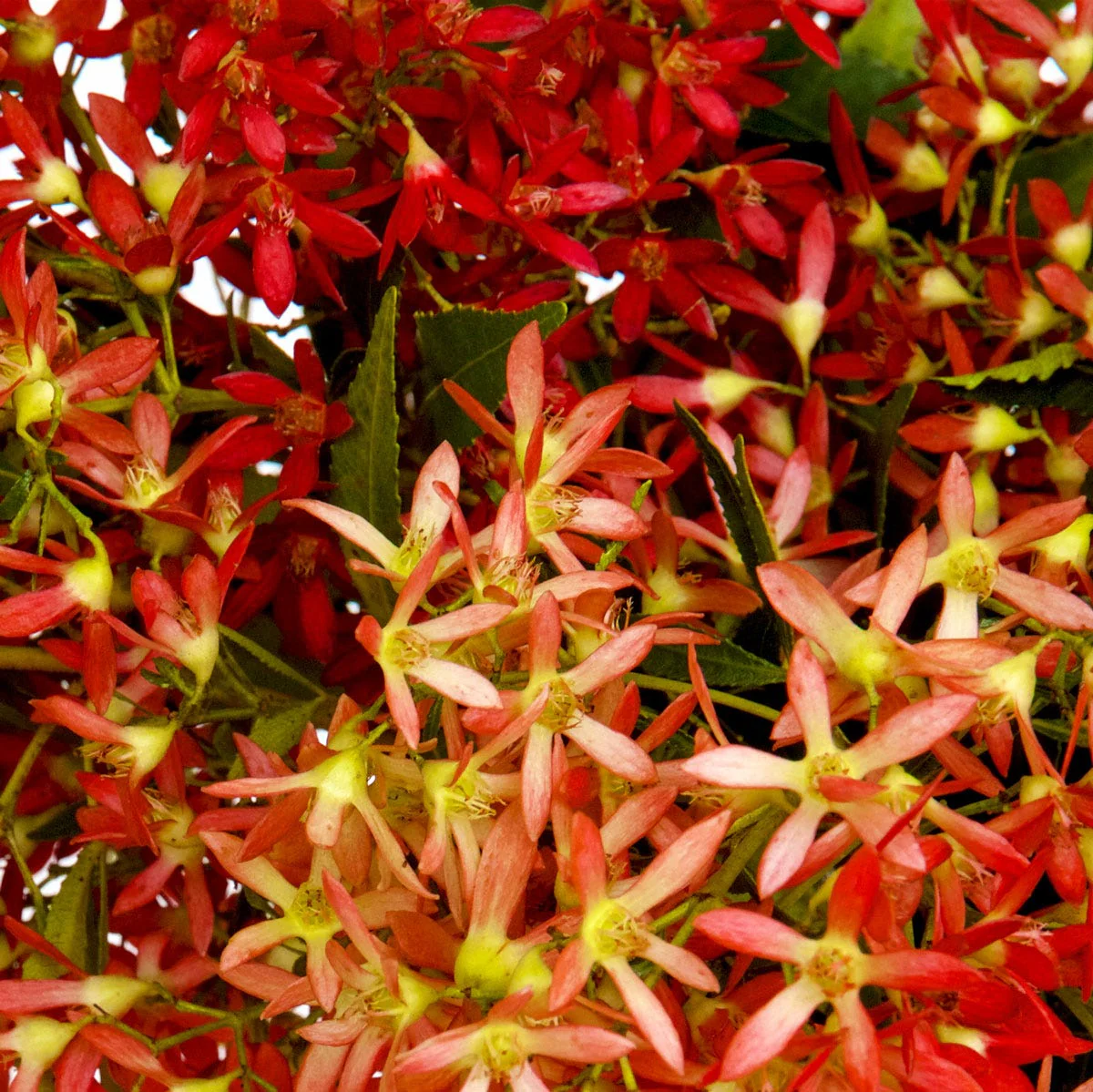 Christmas Eve Christmas Bush Fragrance Oil