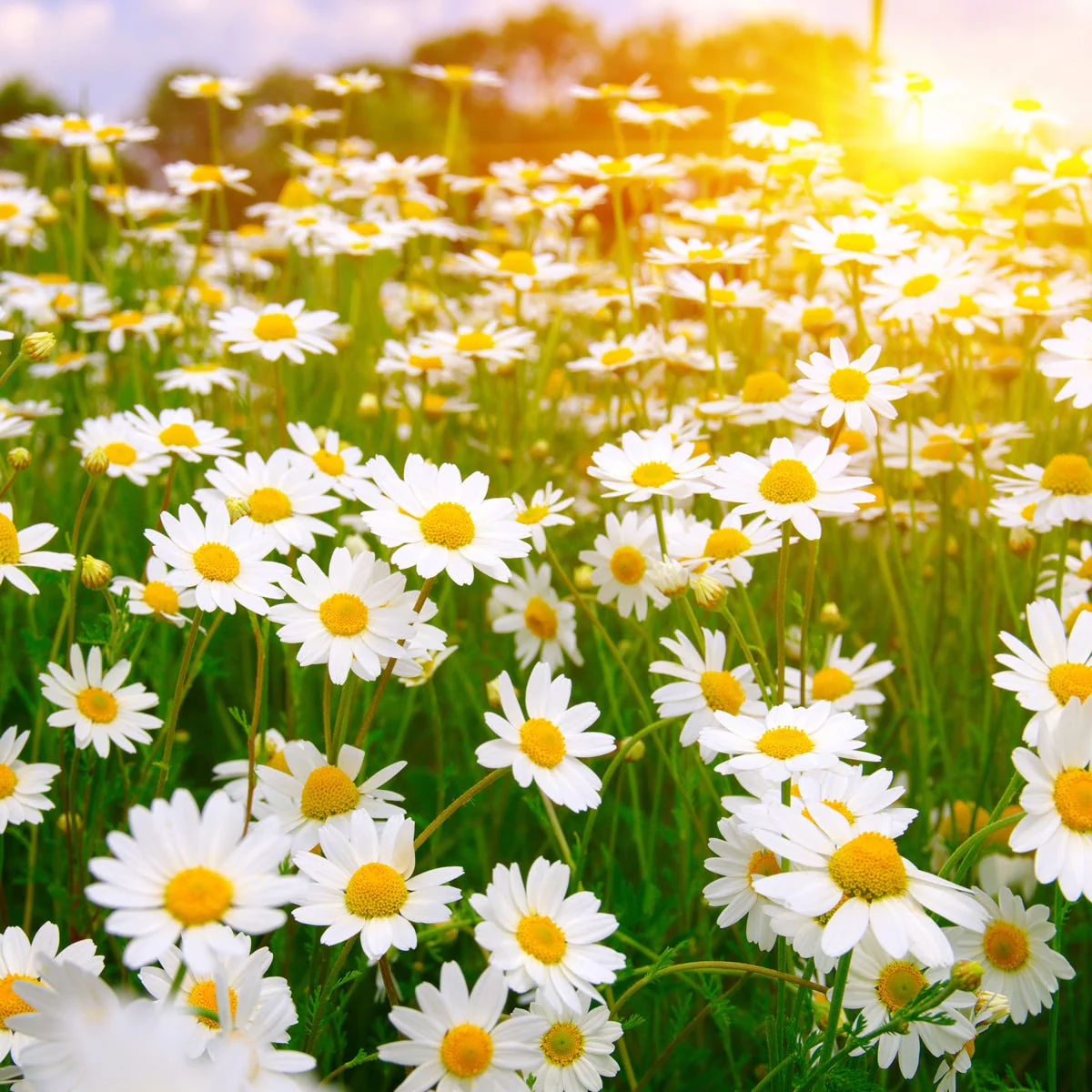 Daisy Fragrance Oil