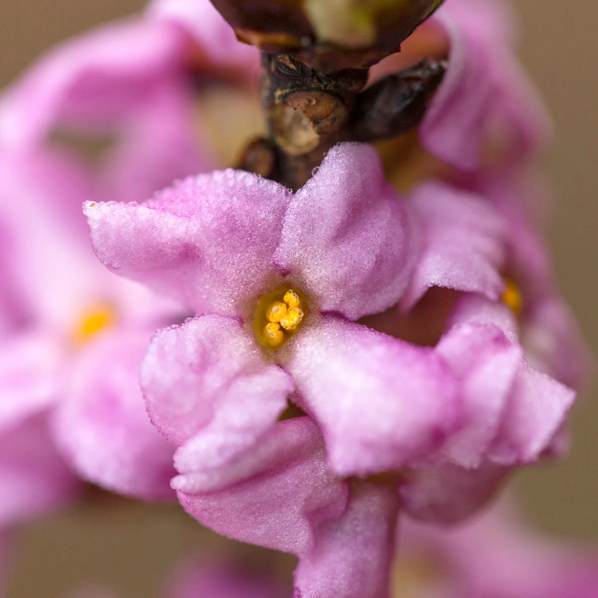 Daphne Fragrance Oil - Image 2