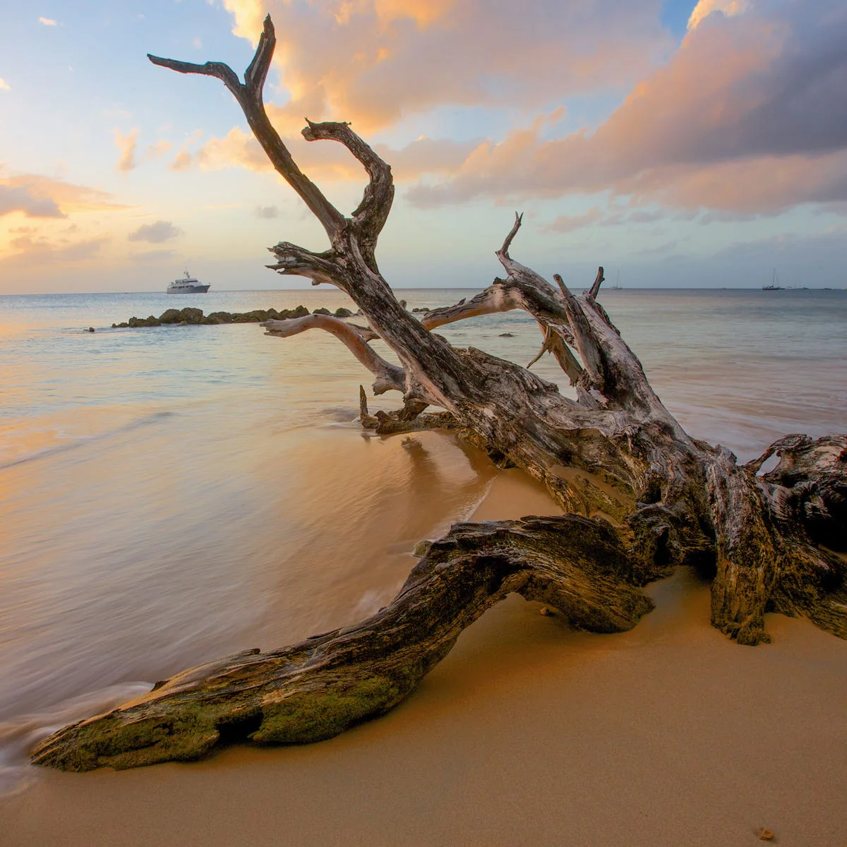 Driftwood Fragrance Oil - Image 3