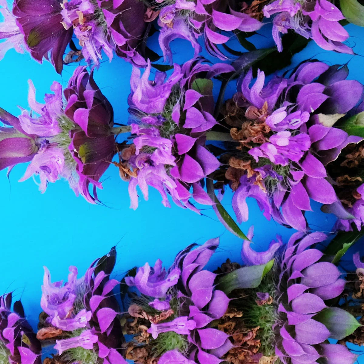 Forbidden Fantasy Fragrance Oil - Image 3