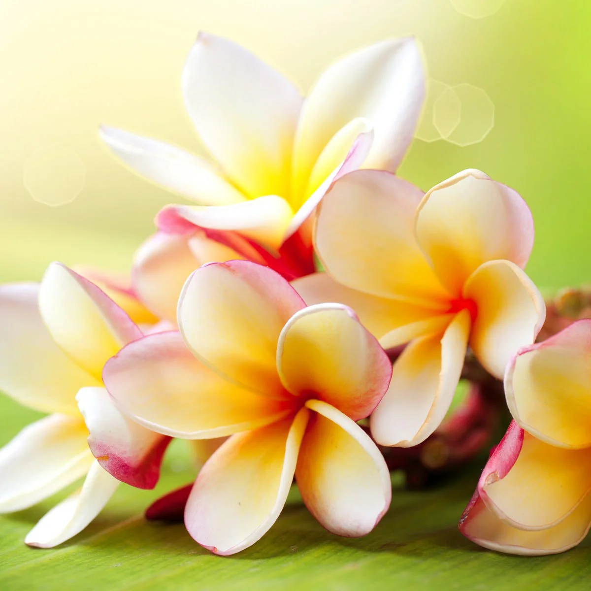 Frangipani Fragrance Oil - Image 3