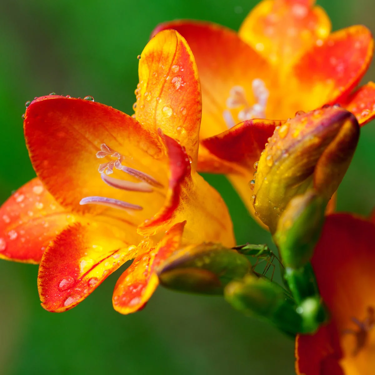 Freesia Fragrance Oil - Image 2