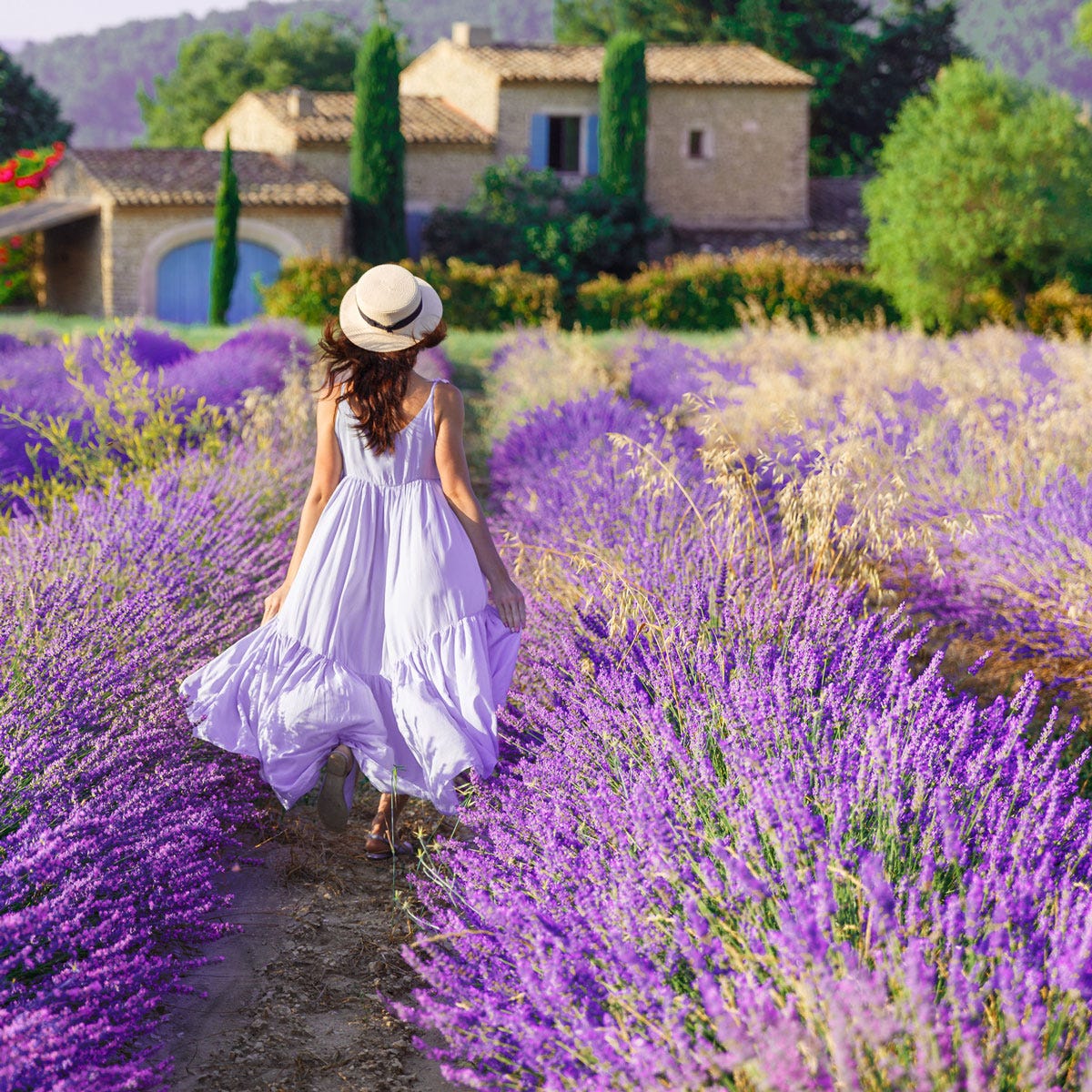 French Lavender Fragrance Oil - Image 2
