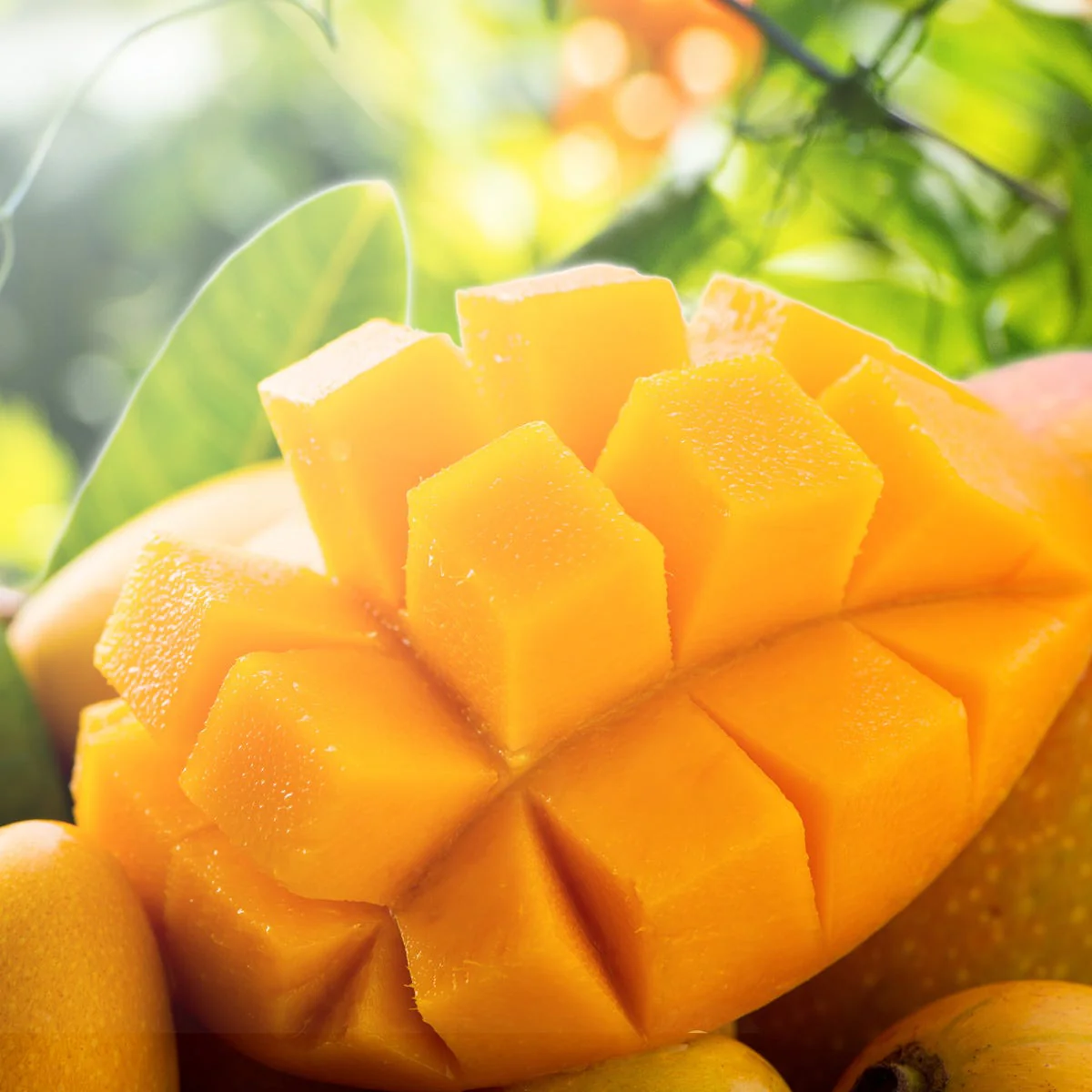Fresh Mango Fragrance Oil - Image 3