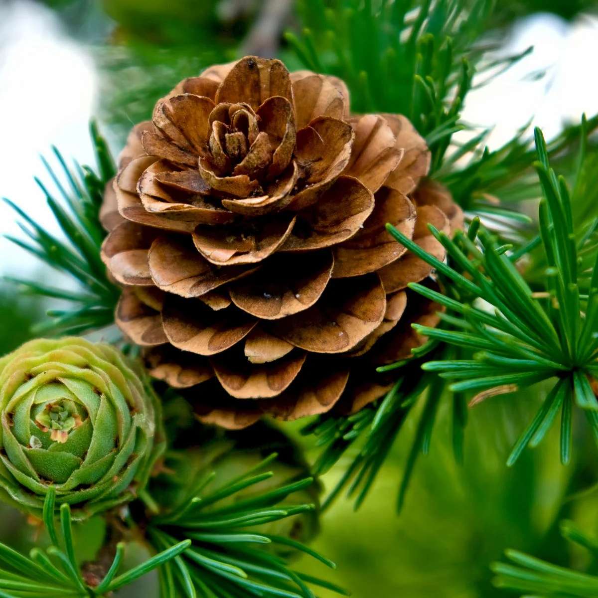 Fresh Pine & Fir Needle Fragrance Oil