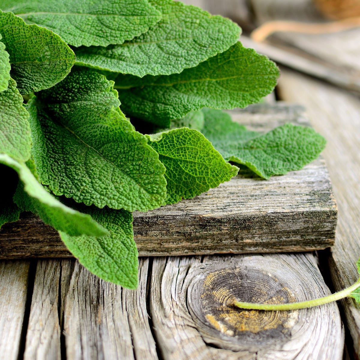 Fresh Sage and Driftwood Fragrance Oil - Image 2