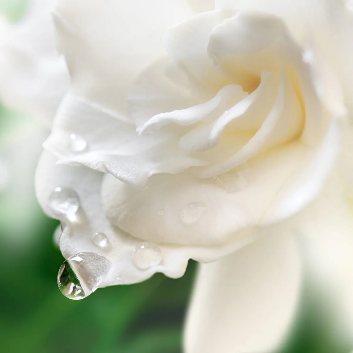 Gardenia Blossom Fragrance Oil - Image 2