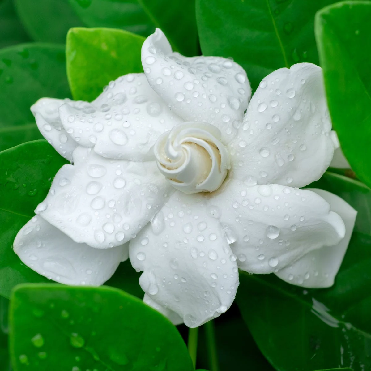 Gardenia Fragrance Oil - Image 2