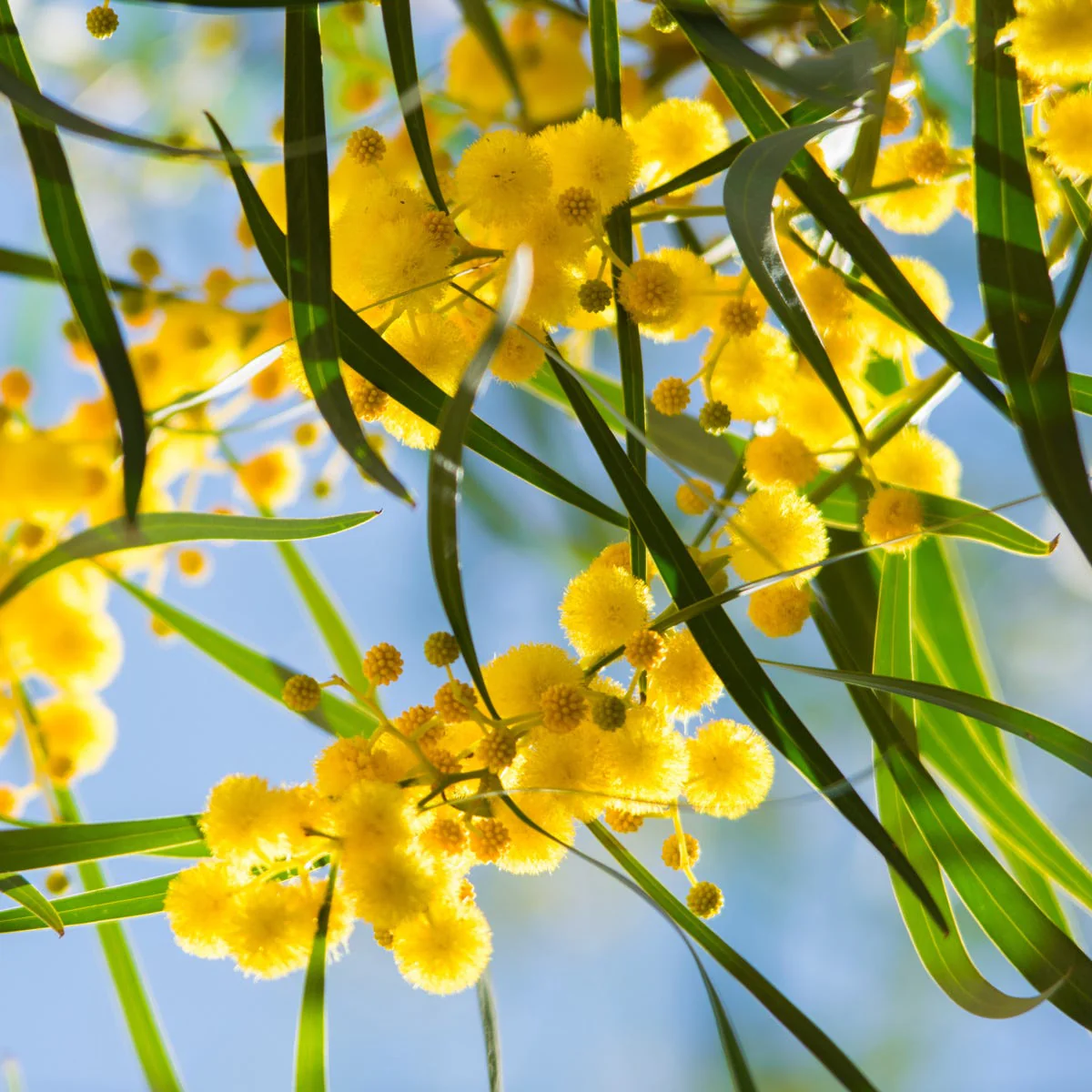 Golden Wattle Fragrance Oil - Image 4