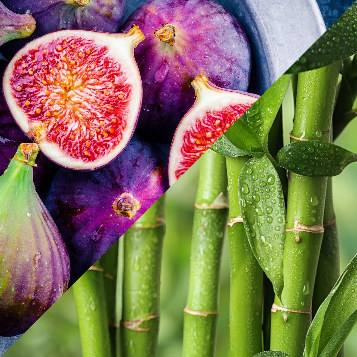 Green Bamboo & Fig Fragrance Oil - Image 5