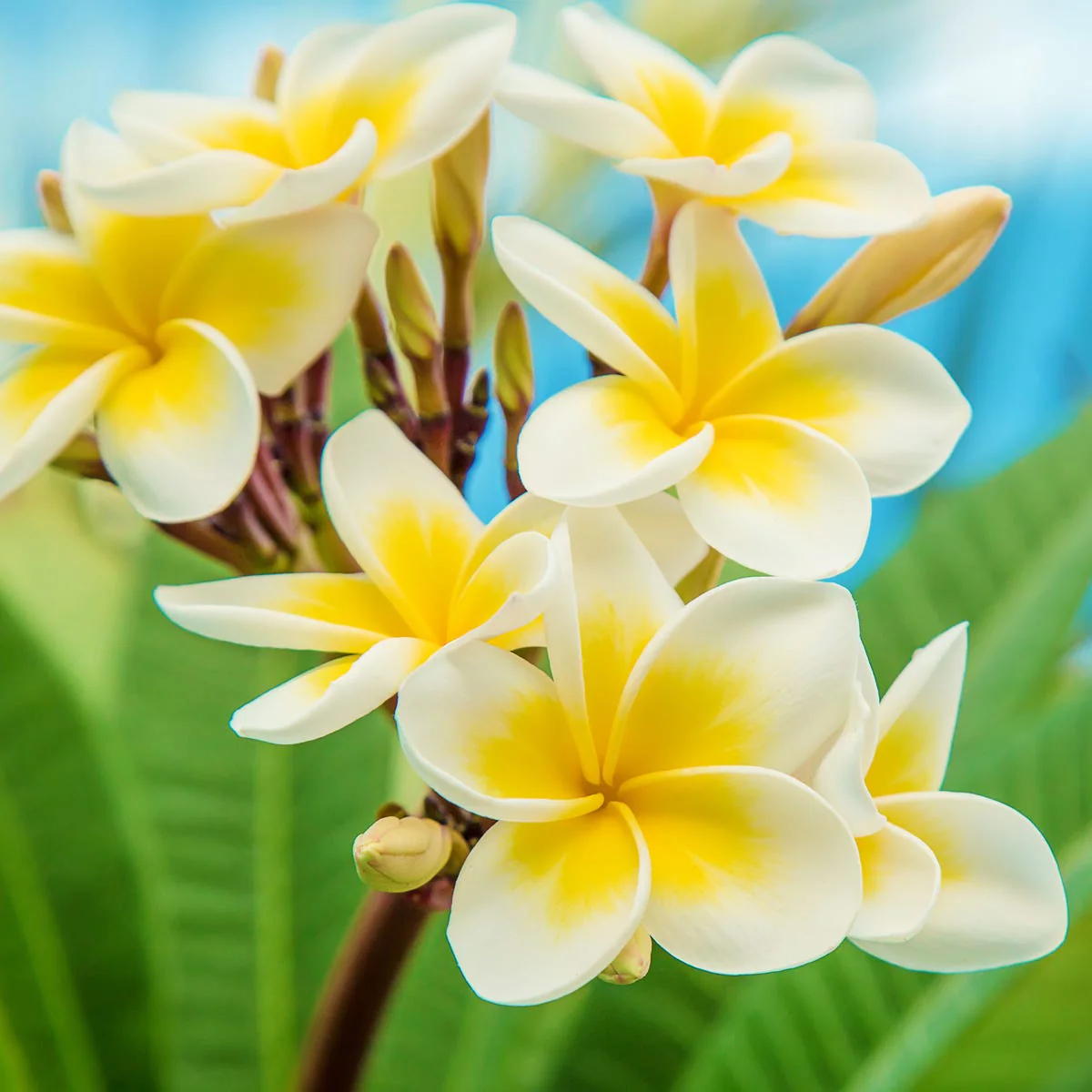 Hawaiian Frangipani Fragrance Oil - Image 5