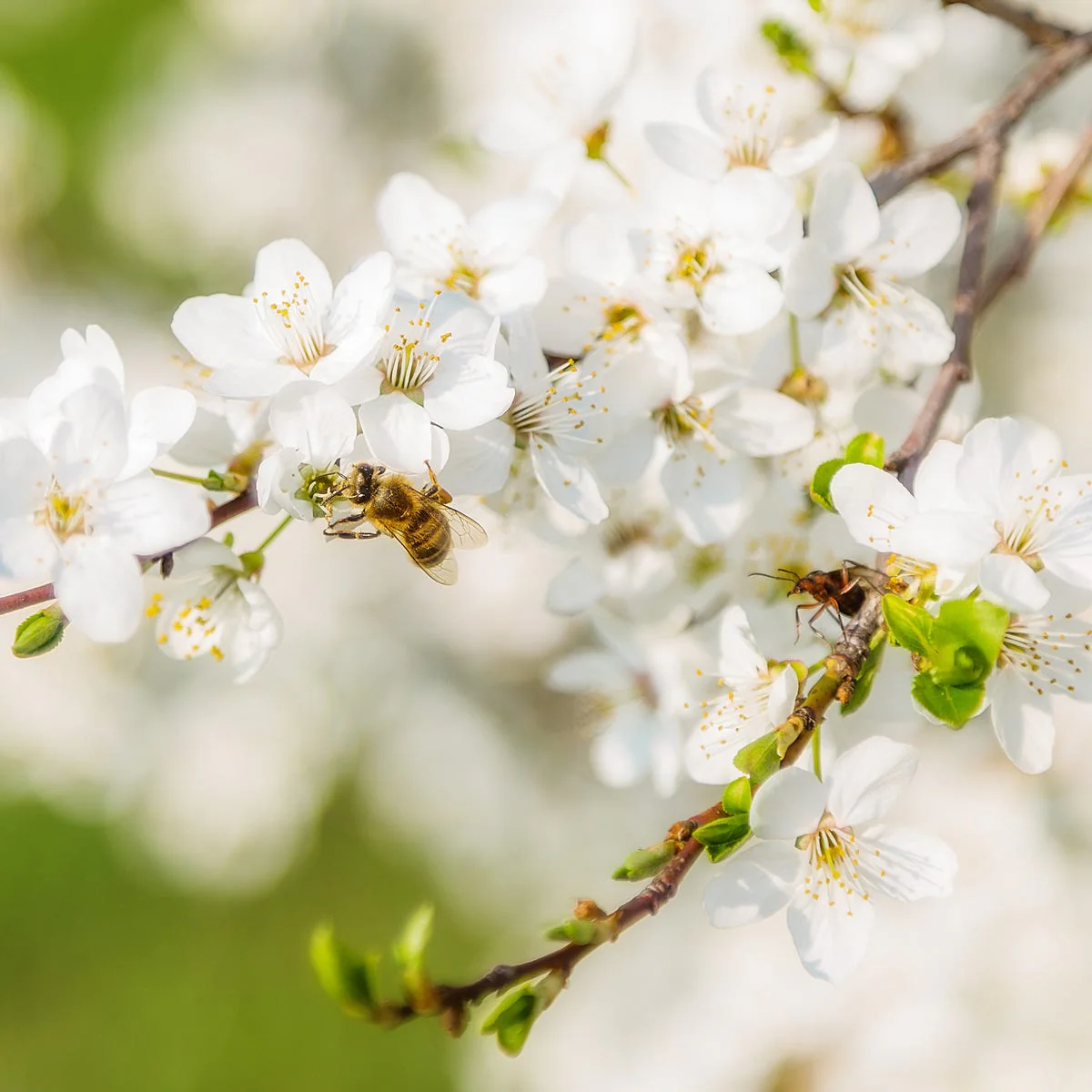 Hawaiian Honey Blossom Fragrance Oil - Image 2