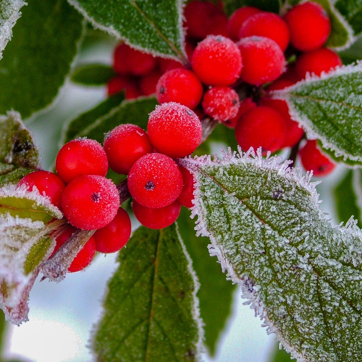 Holly Berry Fragrance Oil - Image 3