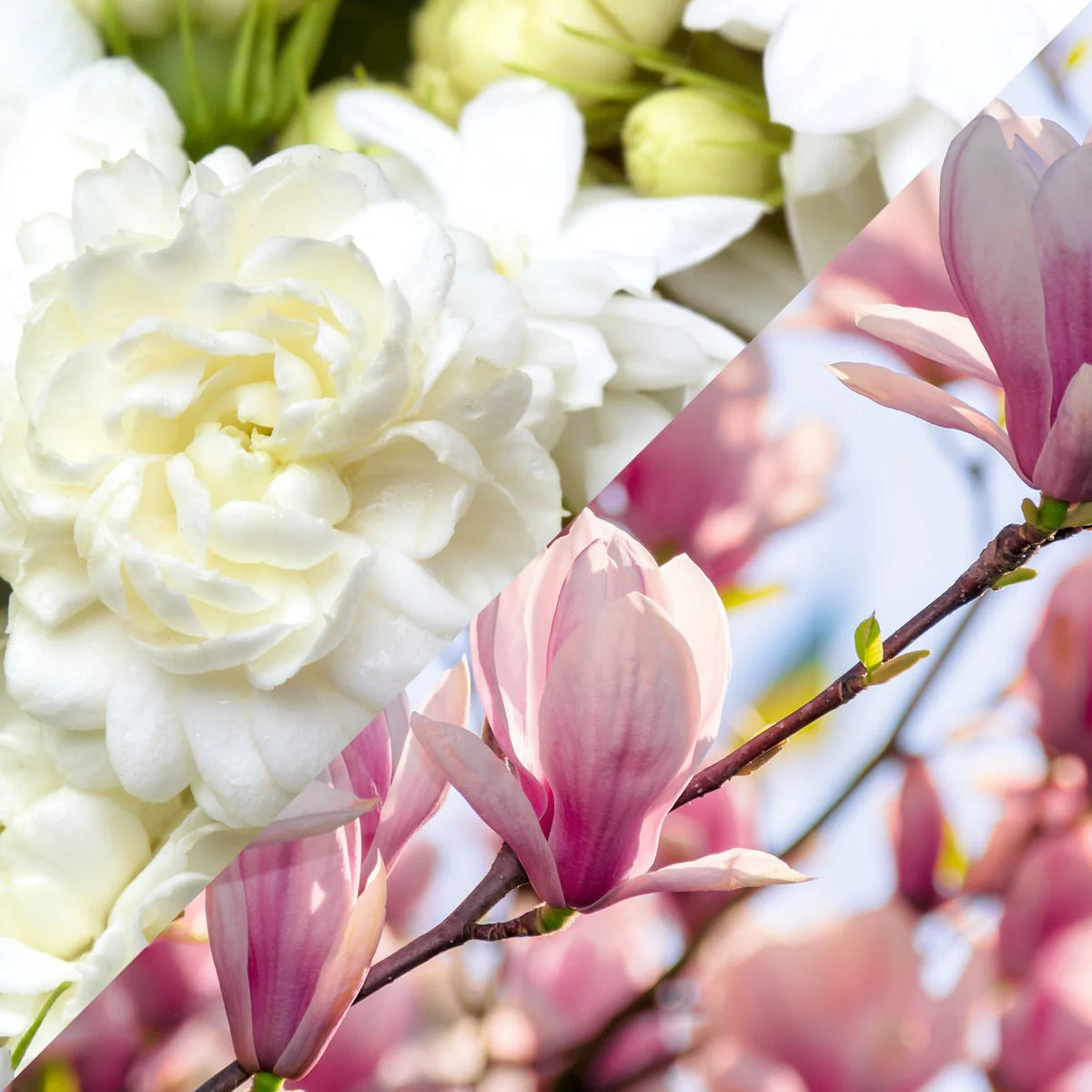 Jasmine & Magnolia Fragrance Oil - Image 5
