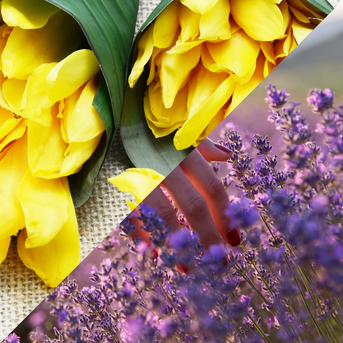 Lavender and Ylang Ylang Fragrance Oil