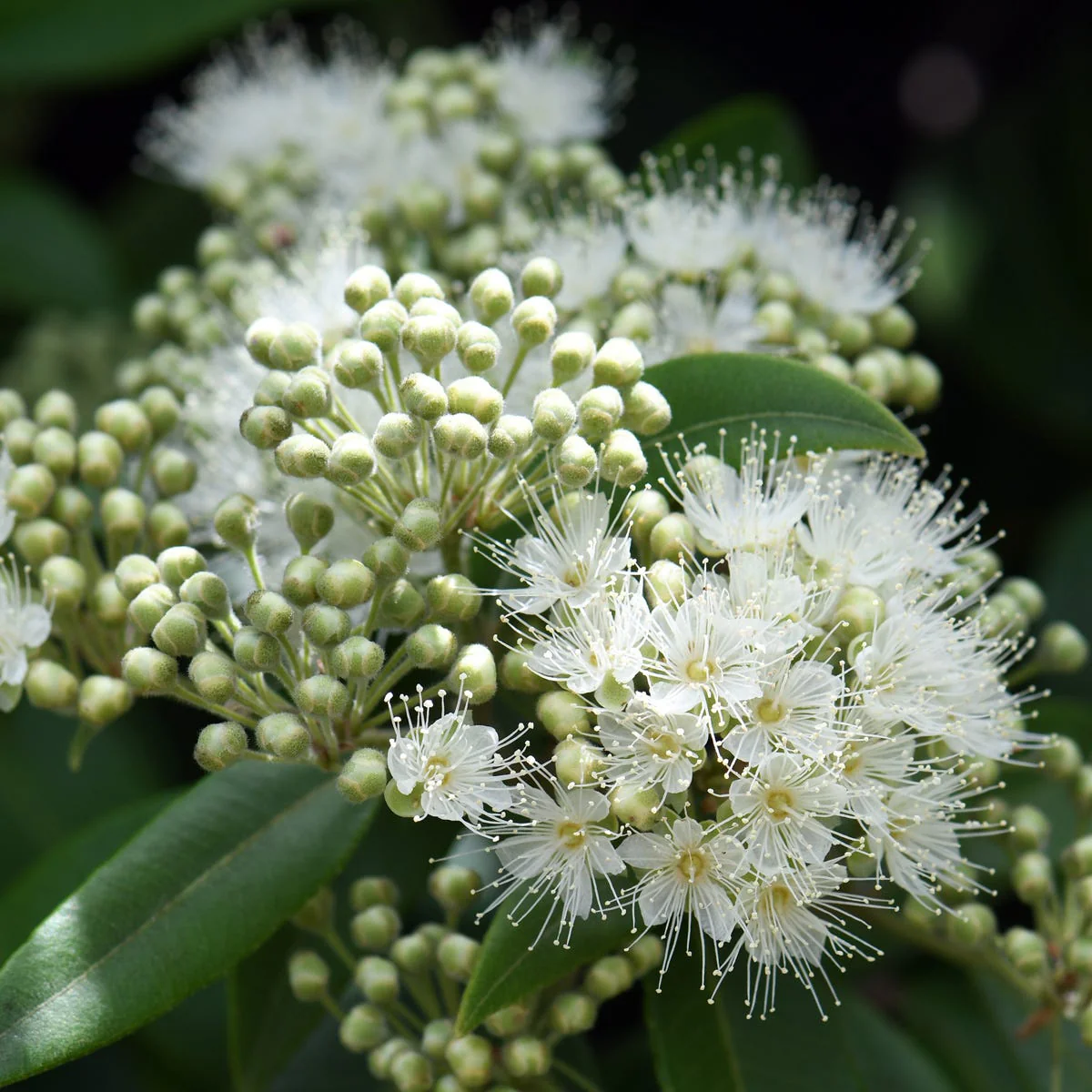 Lemon Myrtle Fragrance Oil - Image 3