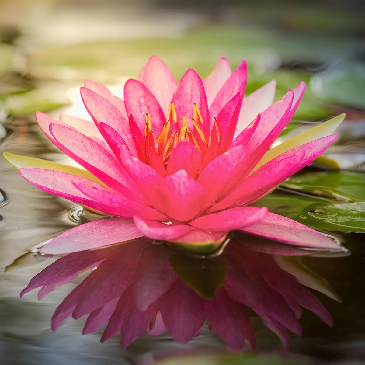 Lotus Flower Fragrance Oil - Image 5