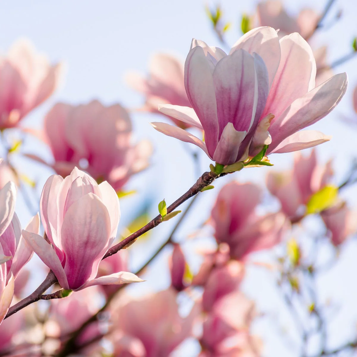 Magnolia in Bloom Fragrance Oil - Image 4