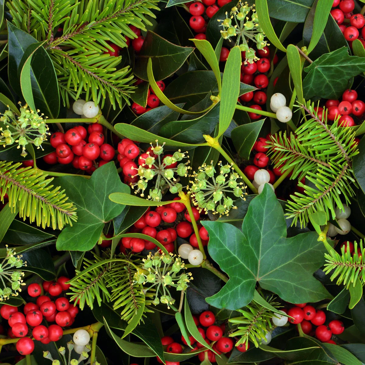 Mistletoe & Ivy Fragrance Oil - Image 4