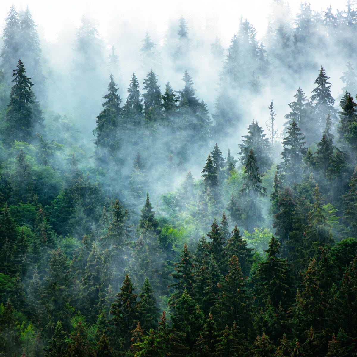 Misty Mountain Fragrance Oil - Image 3
