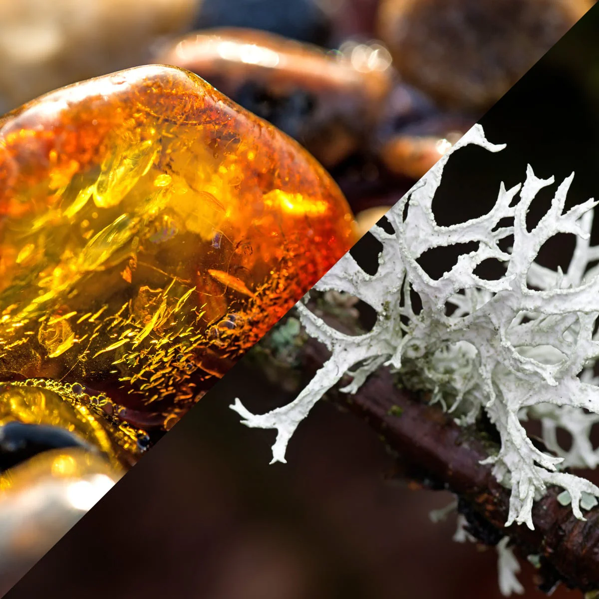 Oakmoss and Amber Fragrance Oil - Image 6