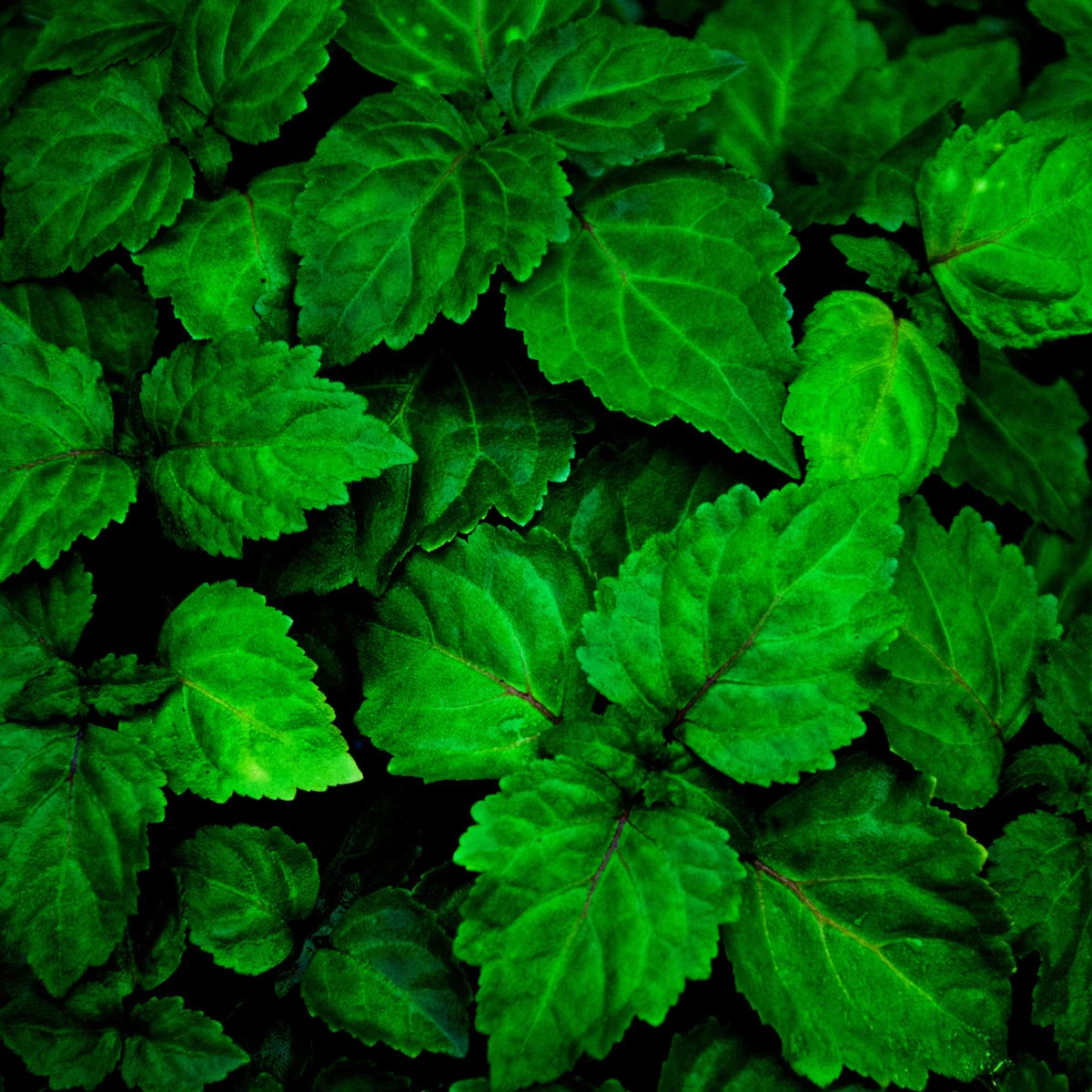 Patchouli Fragrance Oil - Image 3