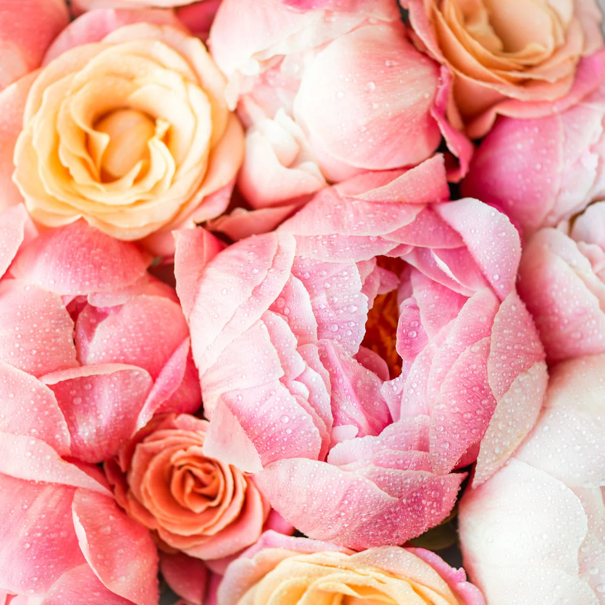 Peony Rose Fragrance Oil - Image 4