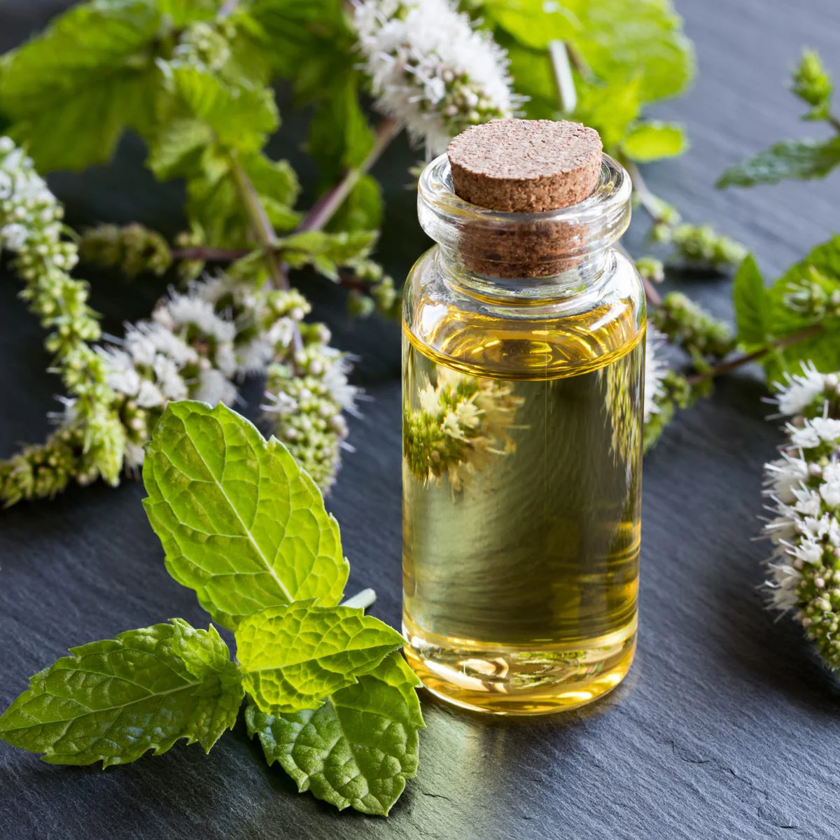 Peppermint Crisp Fragrance Oil - Image 2