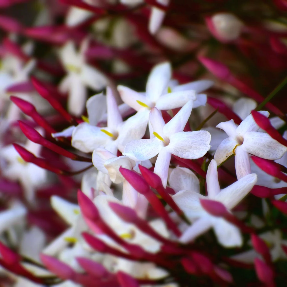Pink Jasmine and Violet Fragrance Oil - Image 2