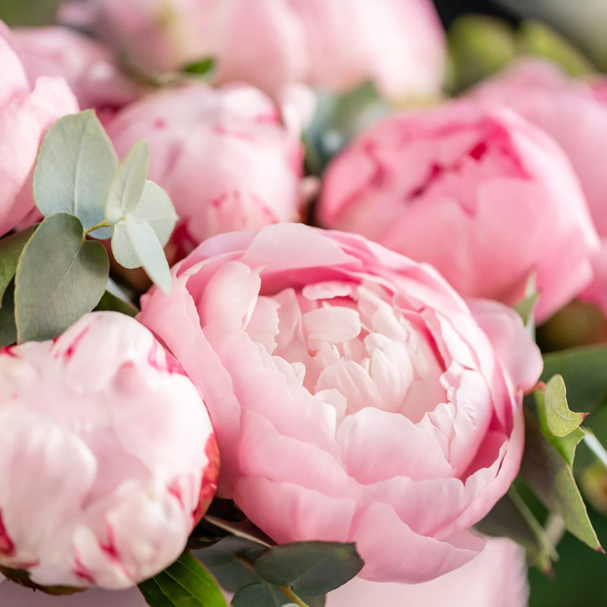 Pink Peony Fragrance Oil