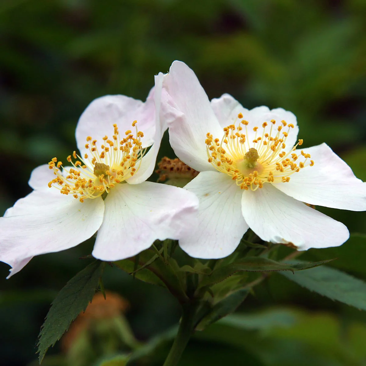 Pure Musk Fragrance Oil - Image 2
