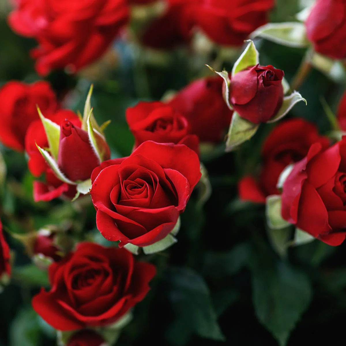 Rose Fragrance Oil - Image 4