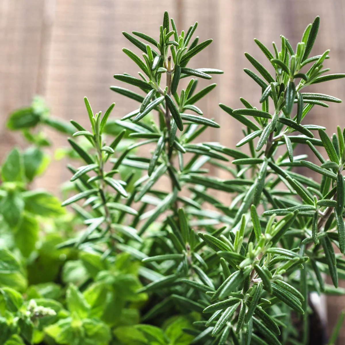 Rosemary & Mint Fragrance Oil