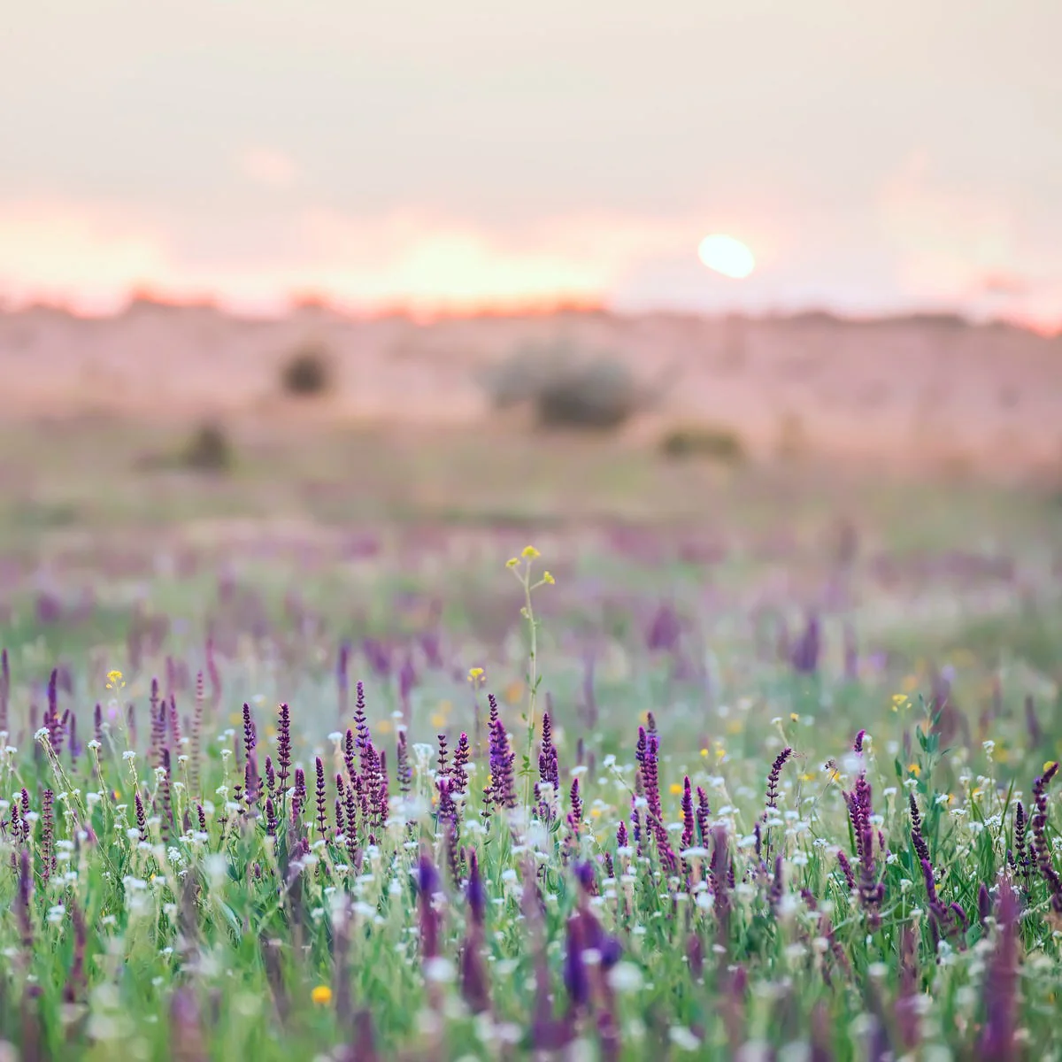 Sage Flower Fragrance Oil - Image 3