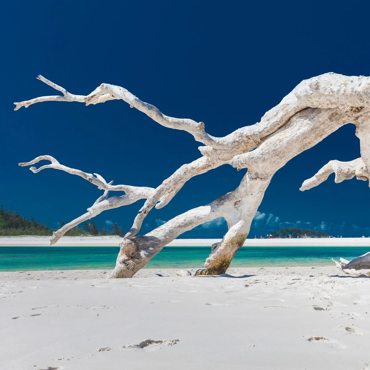 Sea Salt & Driftwood Fragrance Oil - Image 4