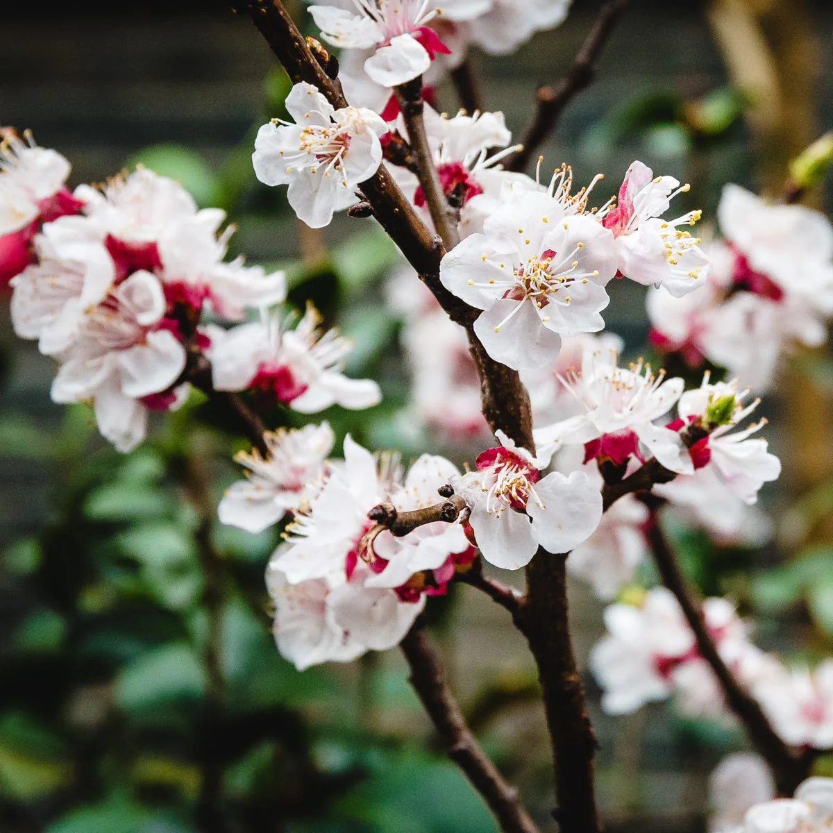 Shanghai Blossoms Fragrance Oil - Image 3