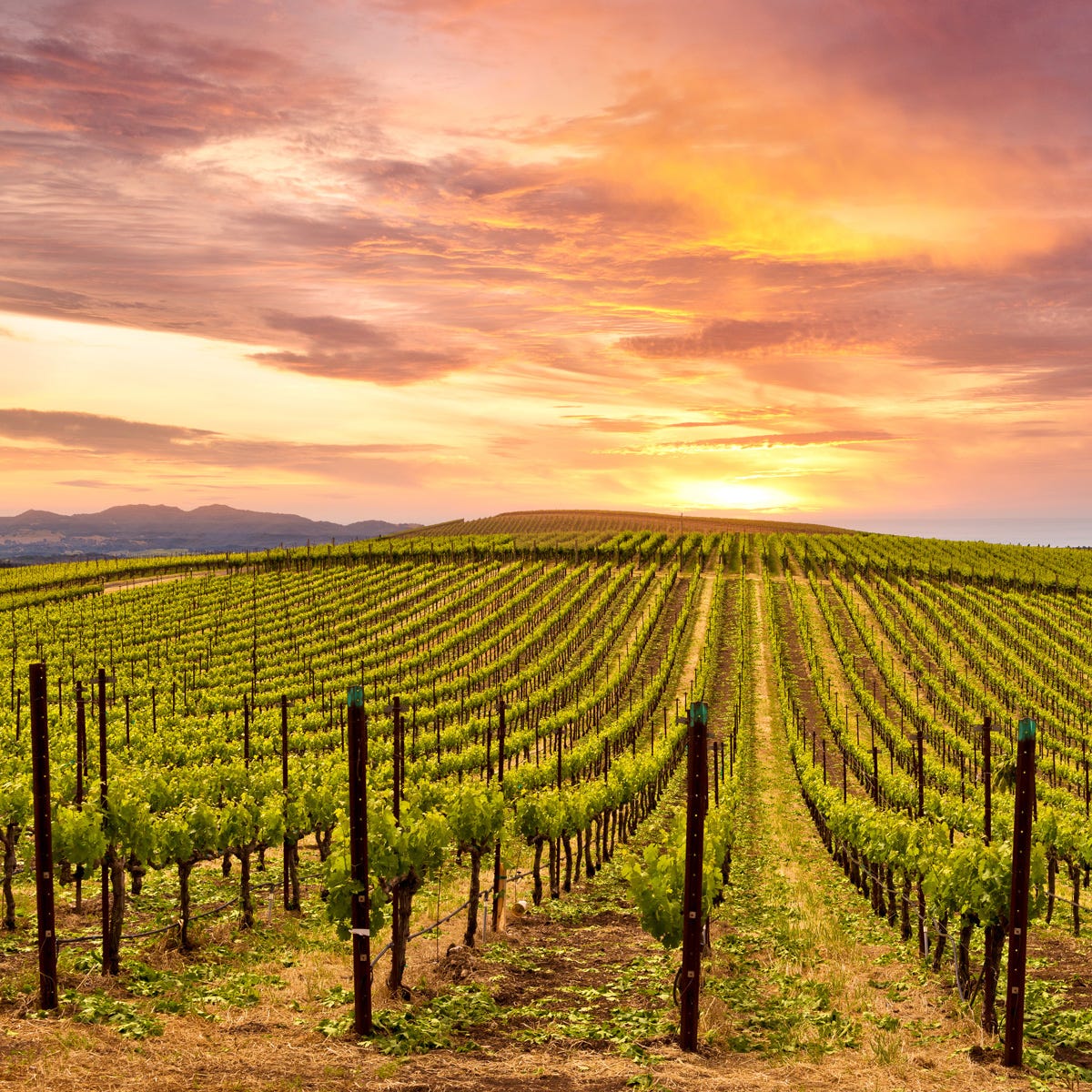 Sonoma Sunset Fragrance Oil