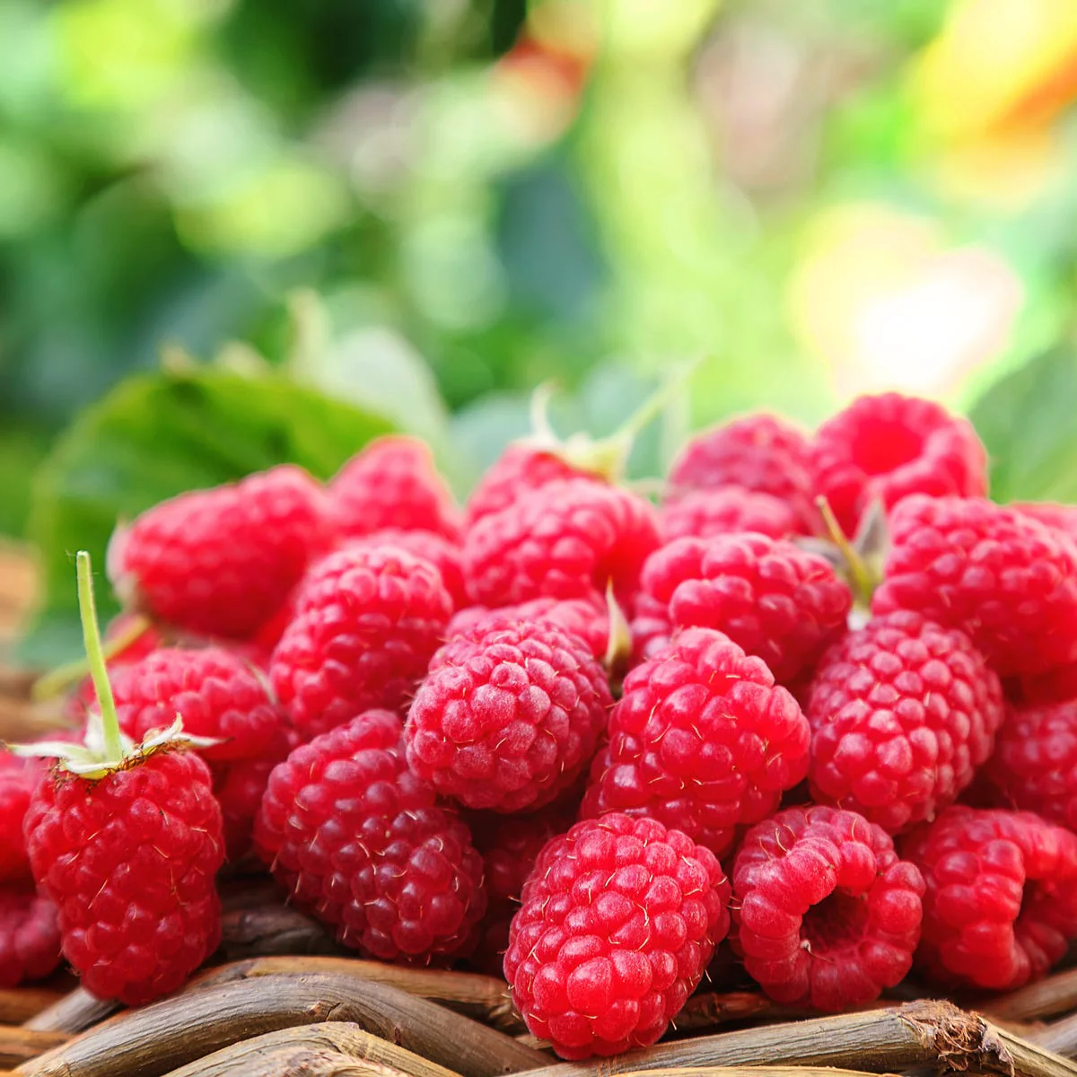 Sun Ripened Berry Fragrance Oil - Image 2