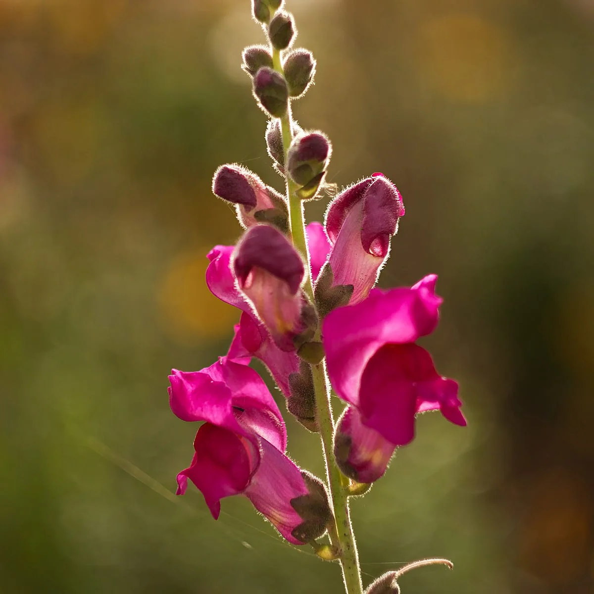 Sweet Pea and Vanilla Fragrance Oil - Image 2