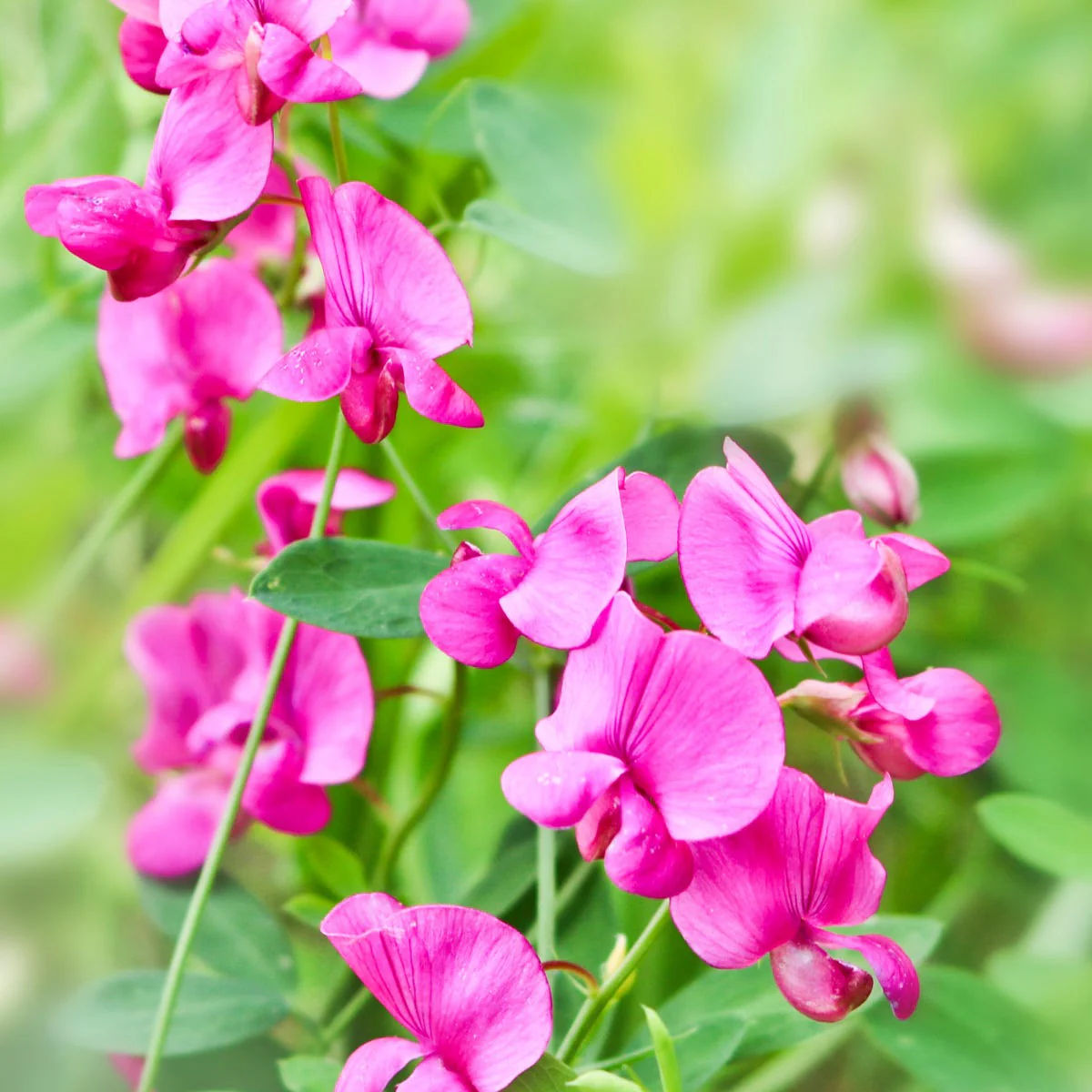 Sweet Pea Fragrance Oil - Image 3