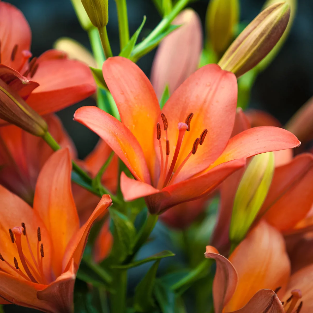 Tiger Lily & Patchouli Fragrance Oil - Image 3