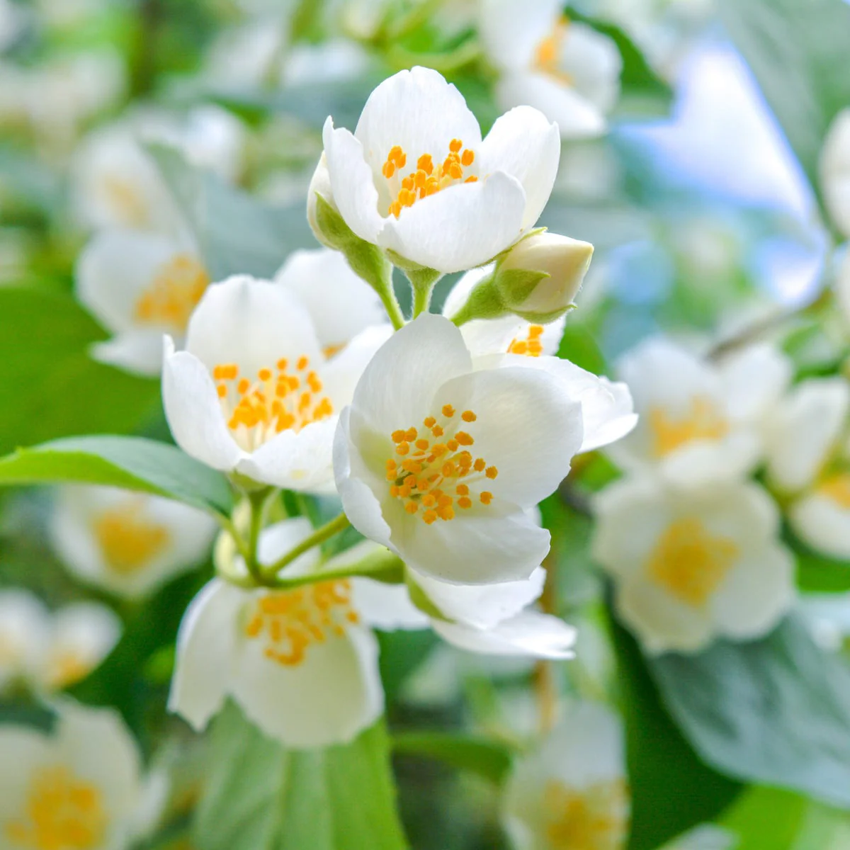 White Jasmine & Ivy Fragrance Oil